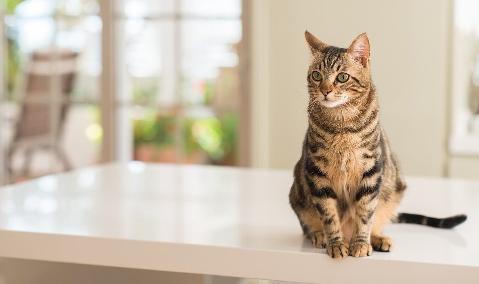 donner à manger à son chat