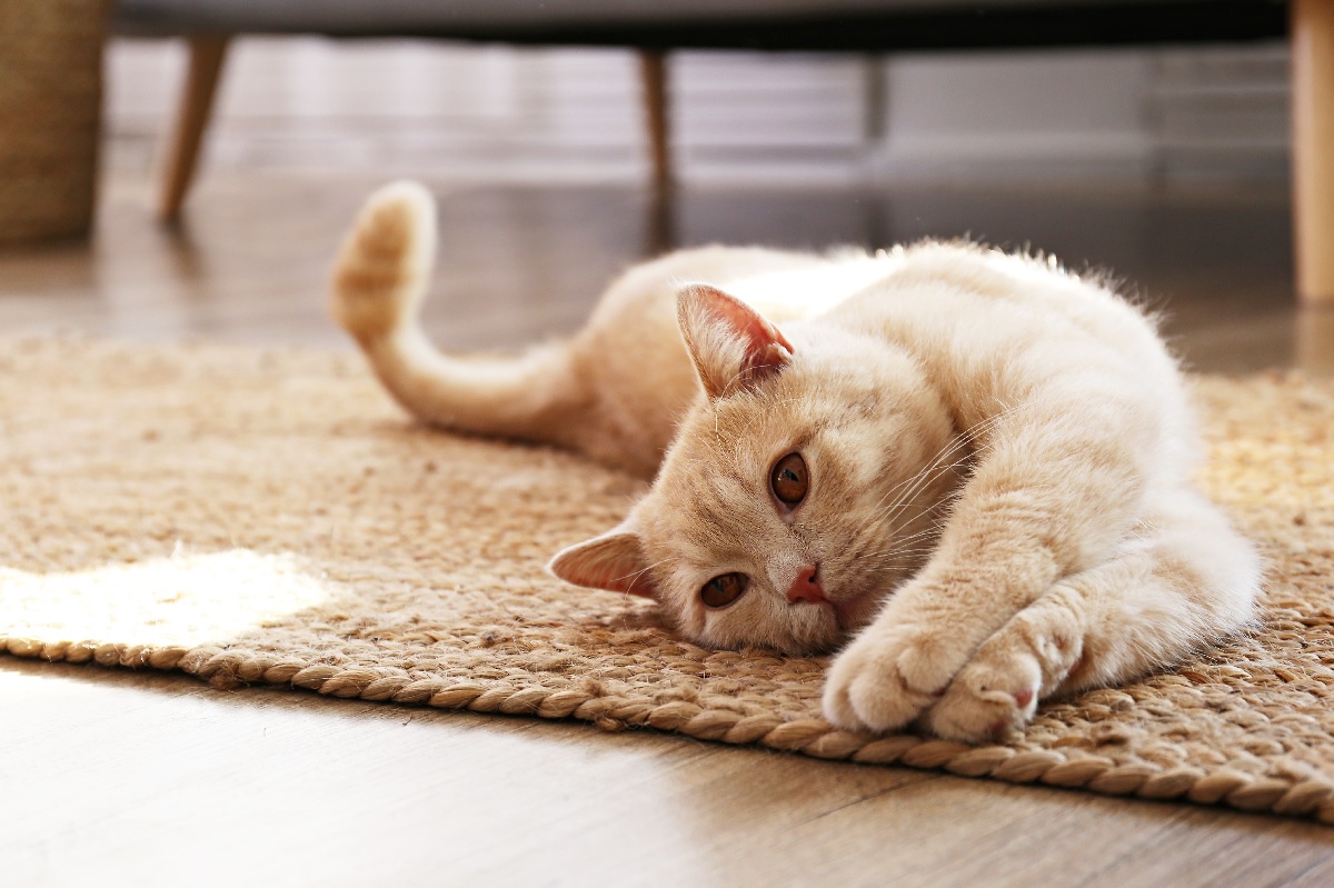 gérer une prise de poids d'un chat