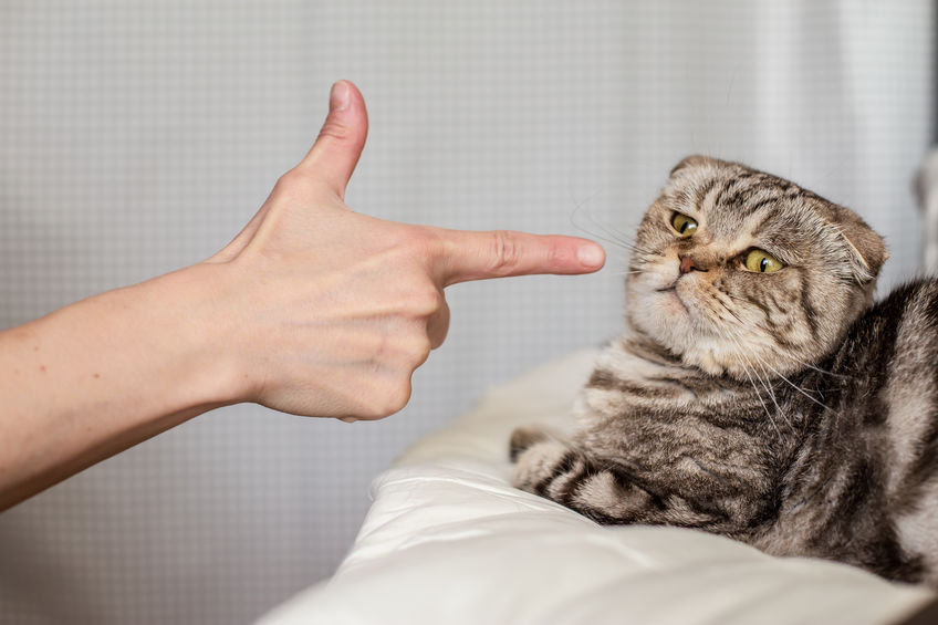 chat fait pipi sur mon lit