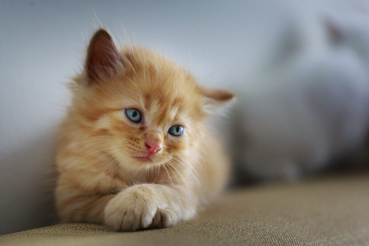 noms de chat commençant par la lettre S en 2021