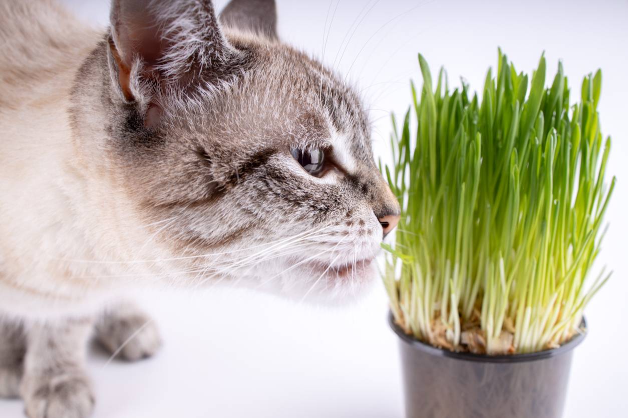 pourquoi chat purger régulièrement