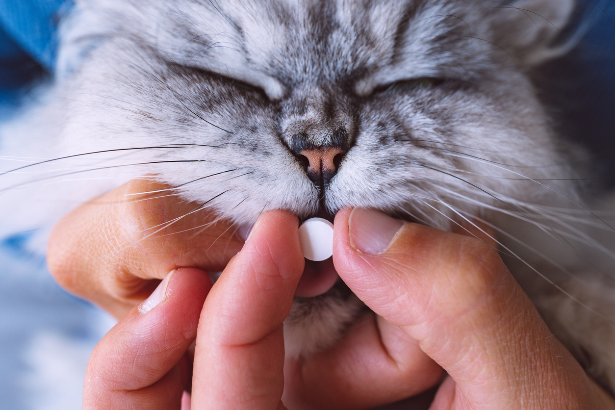 vermifuger son chat avant de partir en vacances