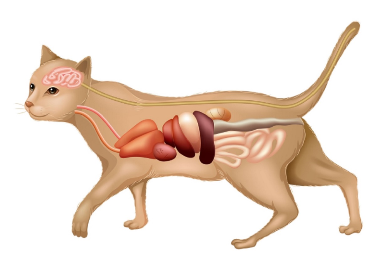 anatomie du chat