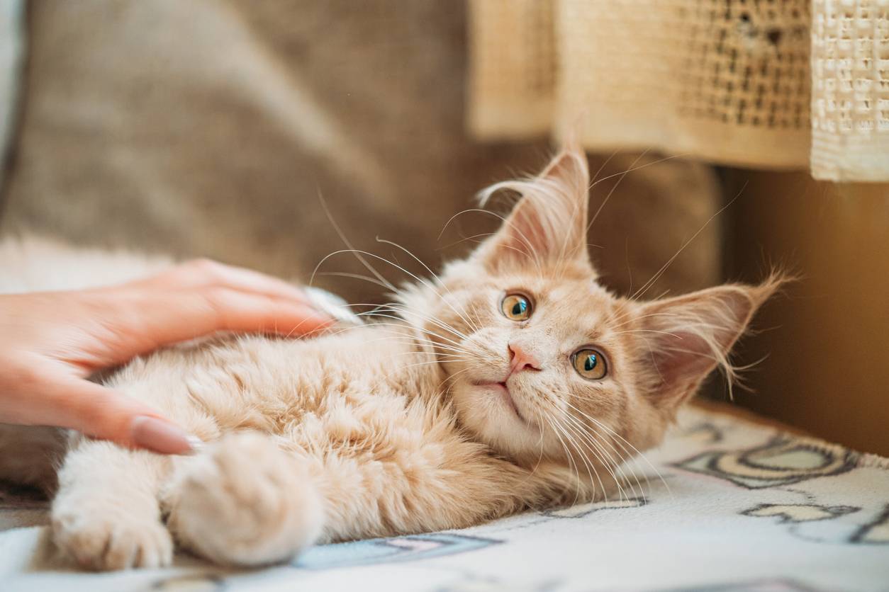 chat Maine coon