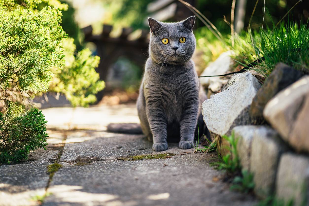 chat British Shorthair