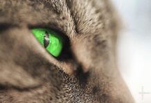 chats aux yeux verts