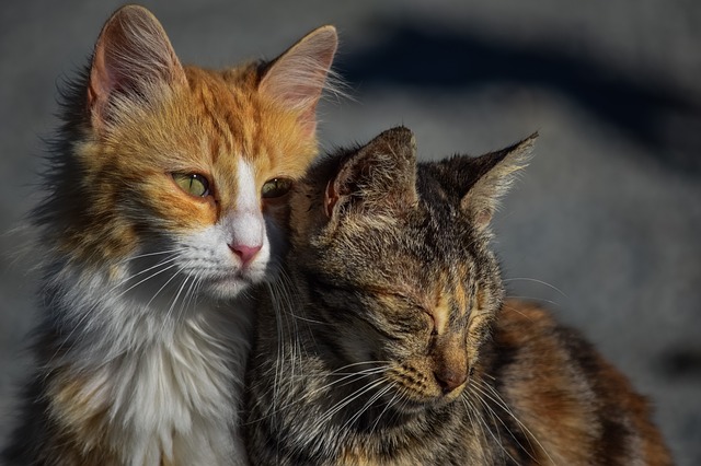 conseils adopter un deuxième chat