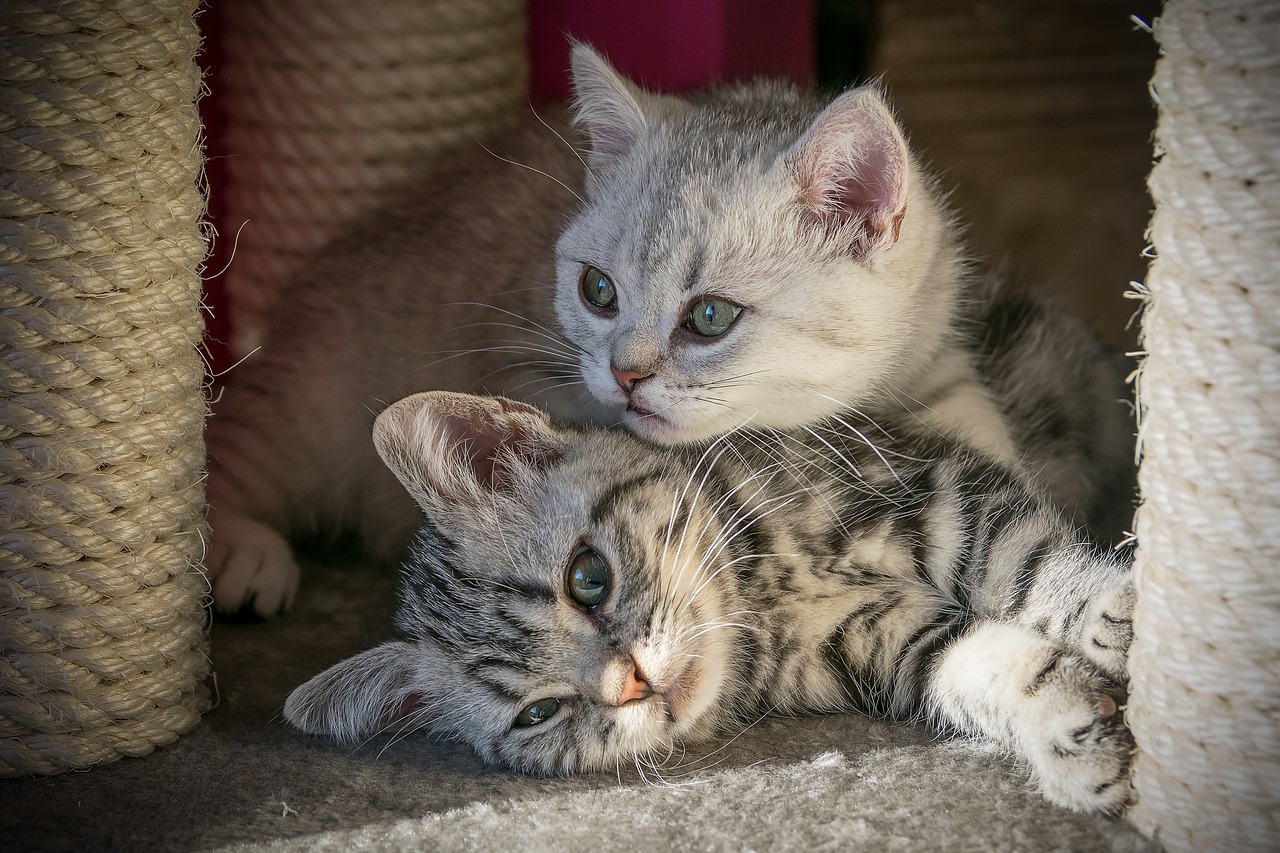 adopter un deuxième chat