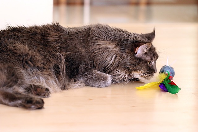 jouer avec son chat