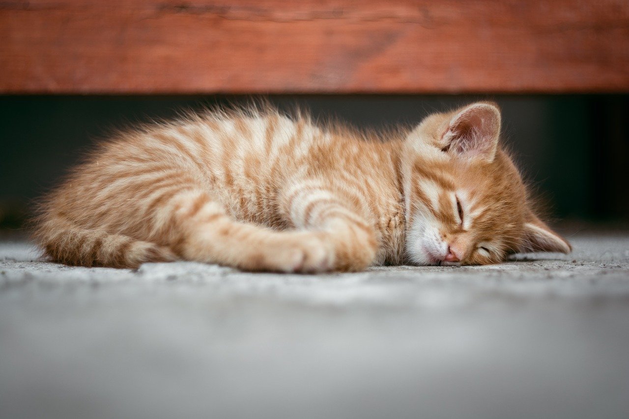 chat en appartement