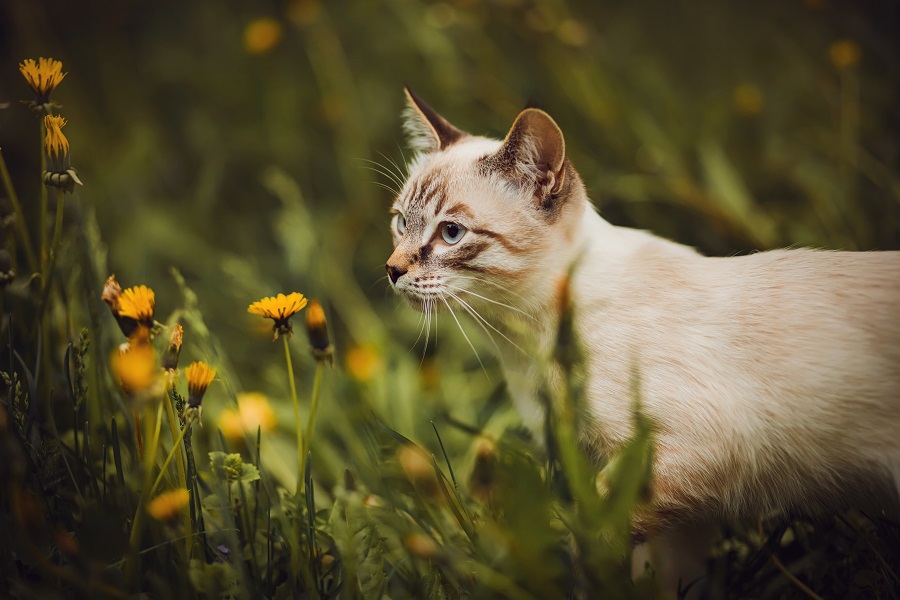 chat promenade