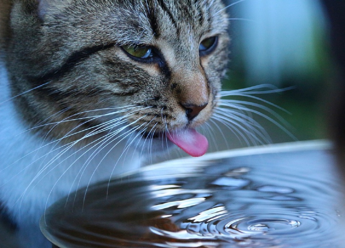 chat refuse de boire dans sa gamelle