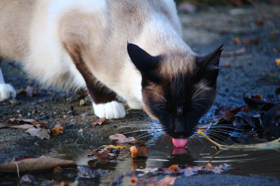 chat refuse boire gamelle