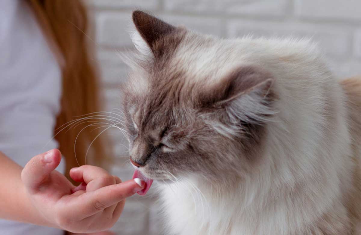 chat vous lèche