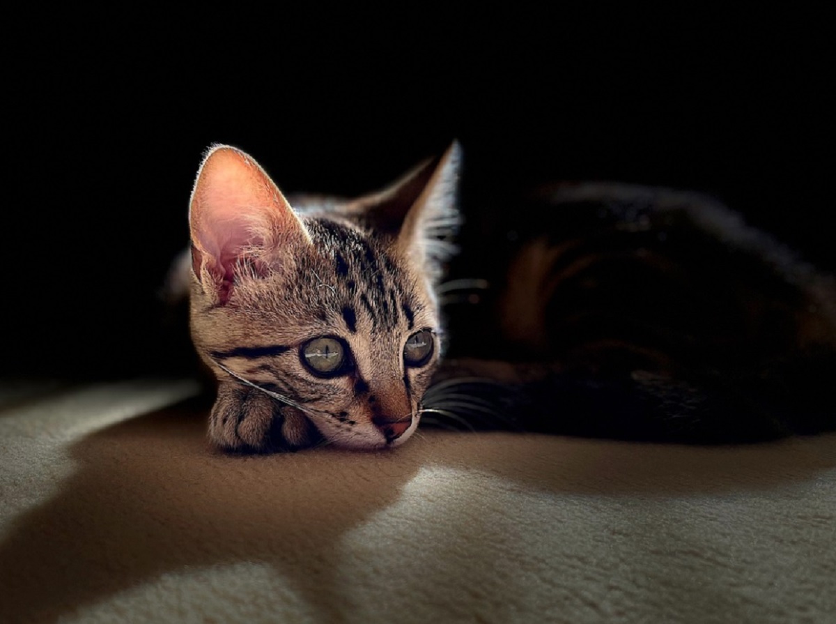 Combien de temps laisser son chat seul à la maison