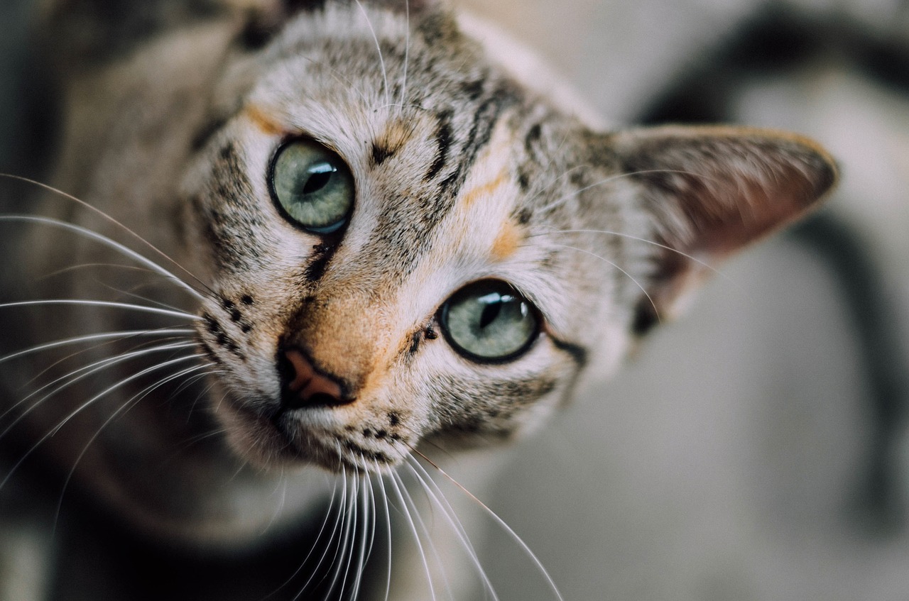 communiquer avec son chat