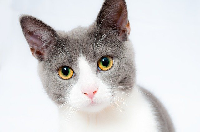 comprendre son chat avec ses oreilles