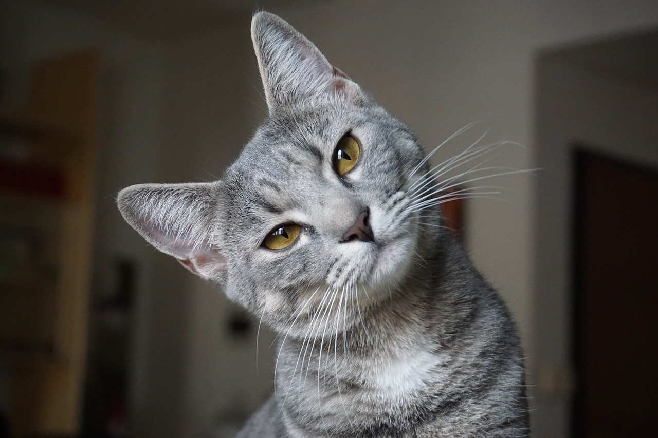 comprendre son chat avec ses oreilles