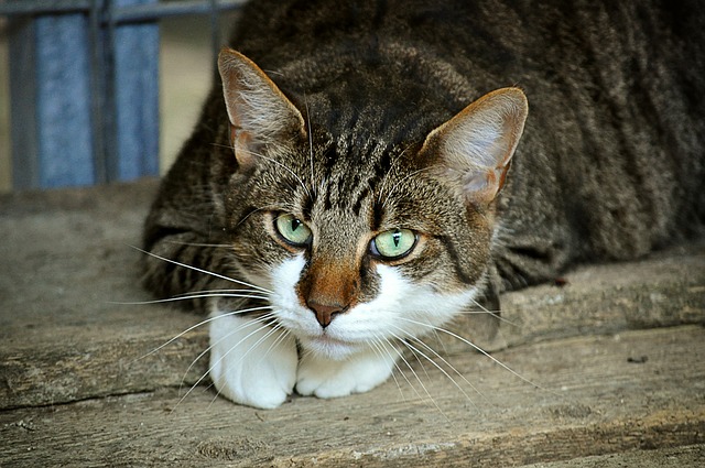 faciliter la vie propriétaire de chat