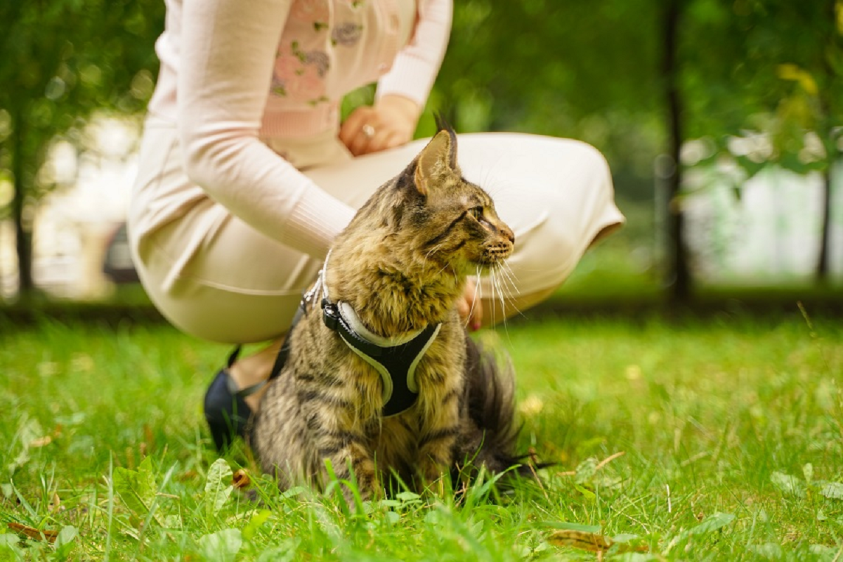 habituer un chat à la promenade