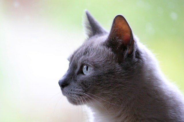 idées noms de chat en T