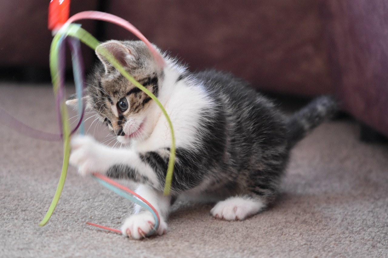 jouer avec son chat