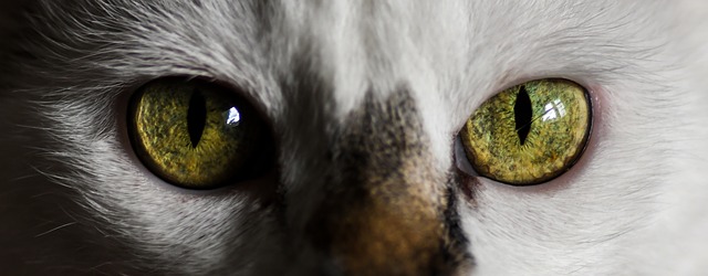 nettoyer les yeux de son chat