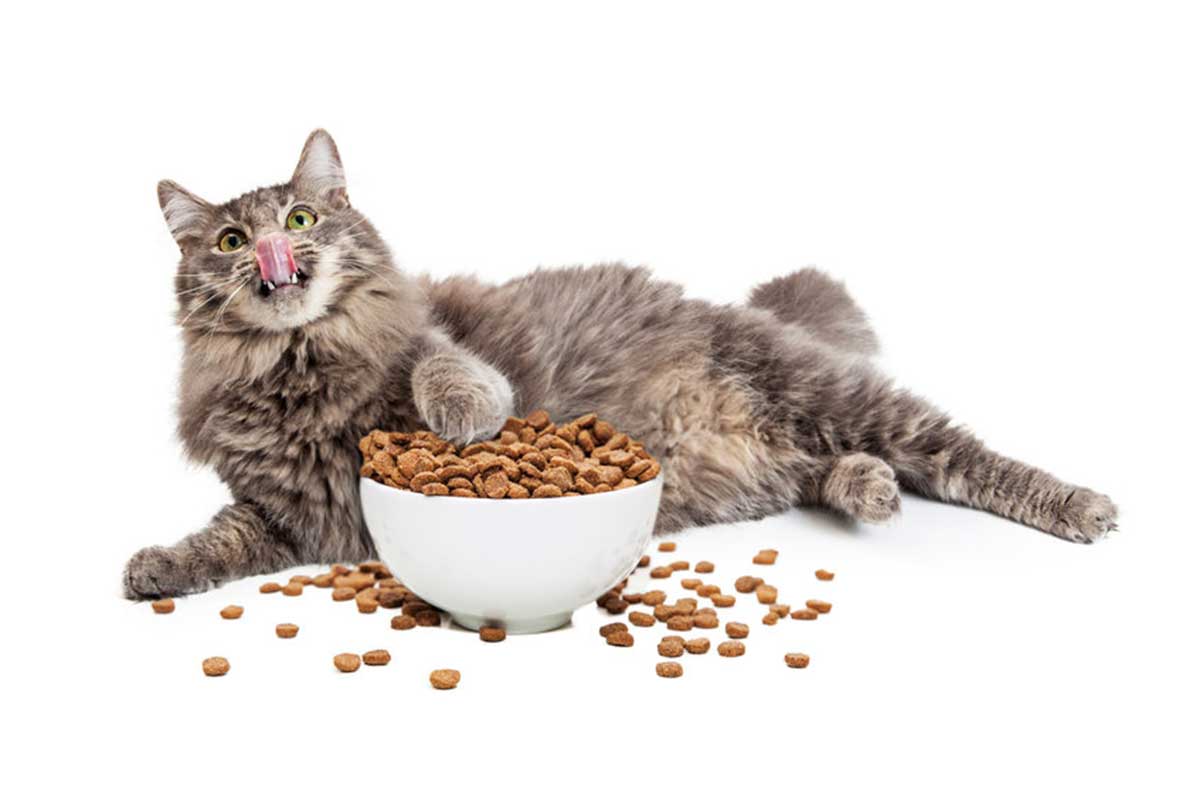 nourriture pour un chat