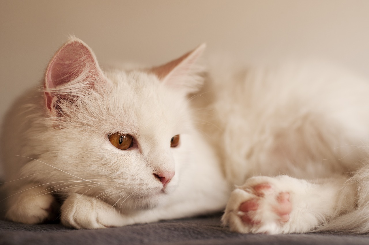 angora turc