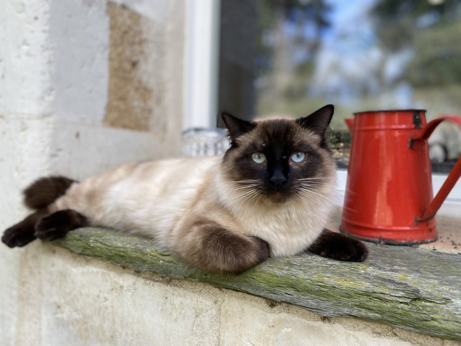 races de chat comme des chiens