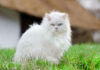 Angora Turc