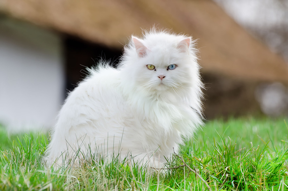 Angora Turc