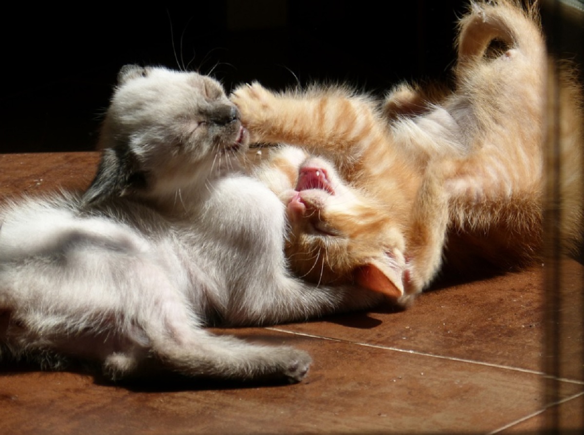 Stopper une bagarre entre deux chats