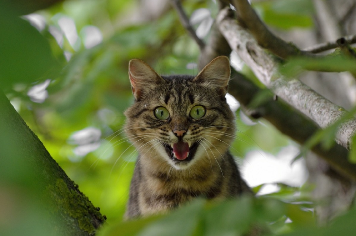 chat est énervé 