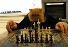 chat qui joue aux échecs