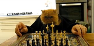 chat qui joue aux échecs