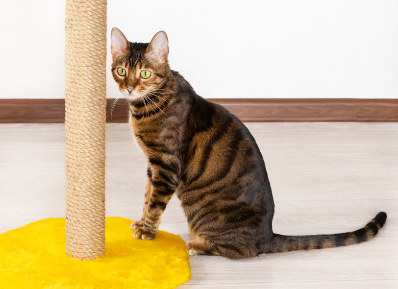 race de chat Toyger