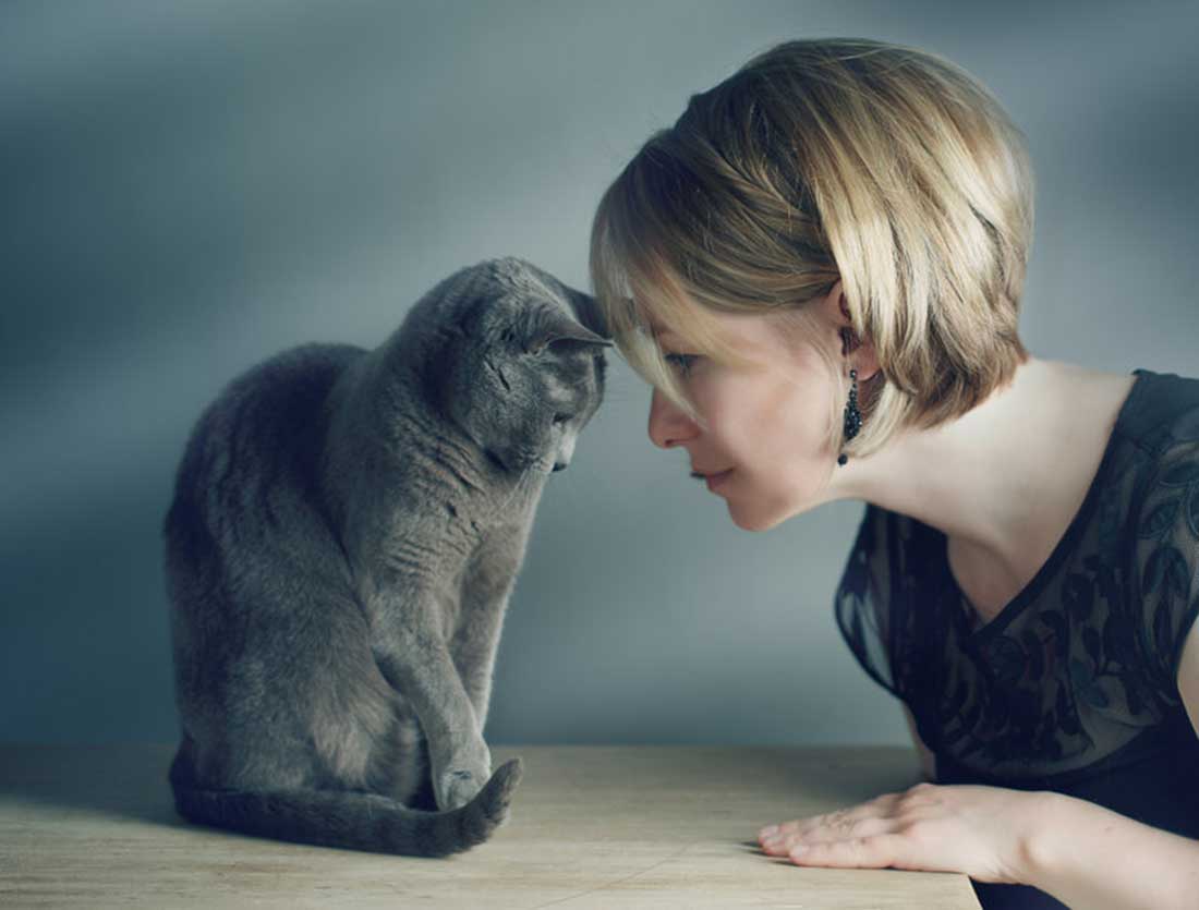 chat vous pousse avec sa tête