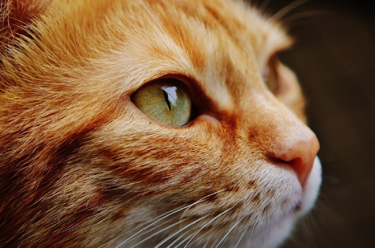 chats tués car ils étaient porteurs du COVID