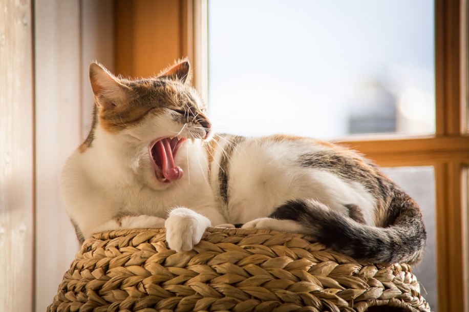 danger pour les chats à la maison