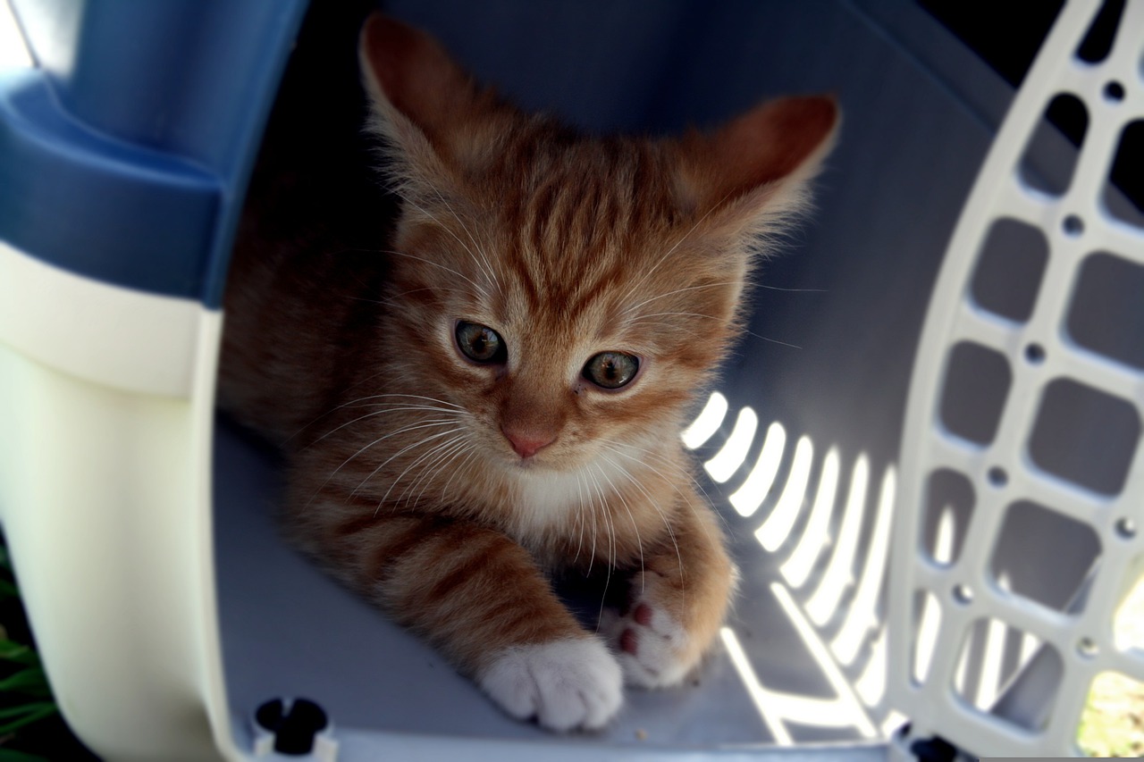 faire entrer votre chat dans sa caisse de transport