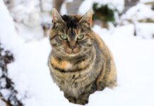 protéger votre chat des dangers du froid cet hiver
