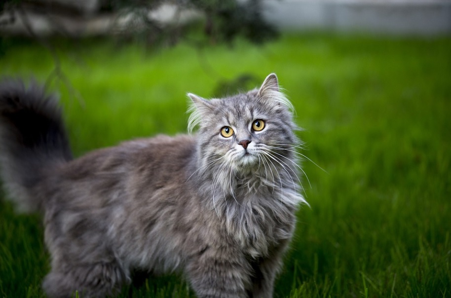 races de chat chères