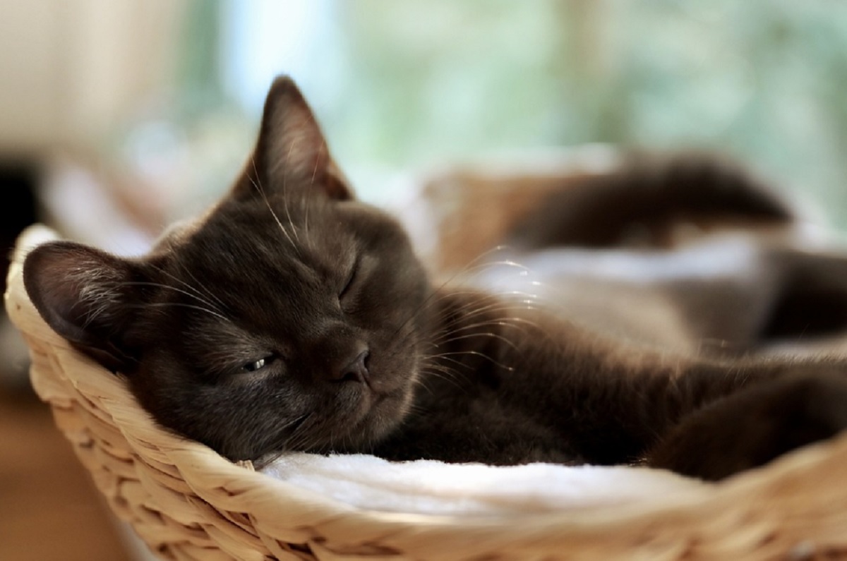 races de chat idéales pour un premier chat