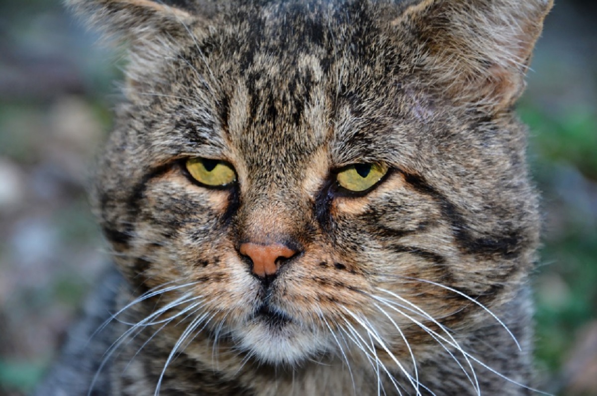 races de chat qui vivent le plus longtemps