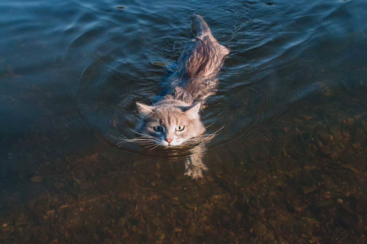 races de chat qui adorent l’eau