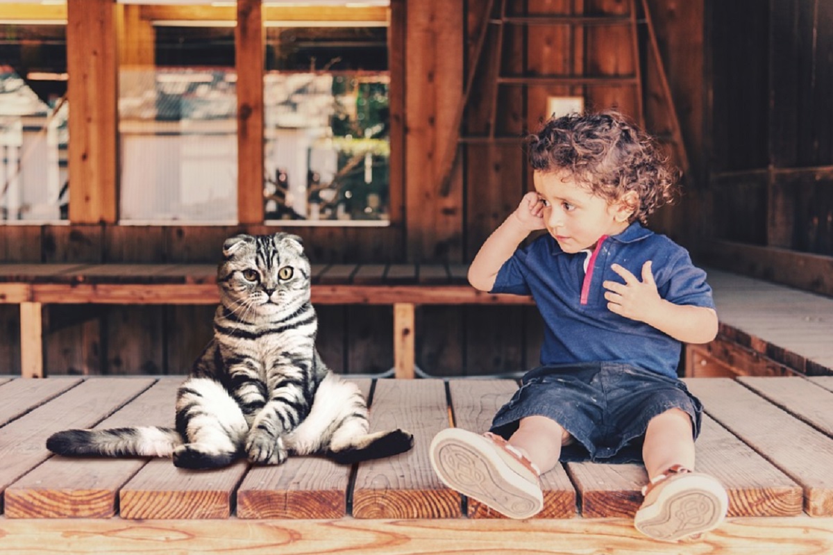 races de chat qui s’entendent le mieux avec les enfants