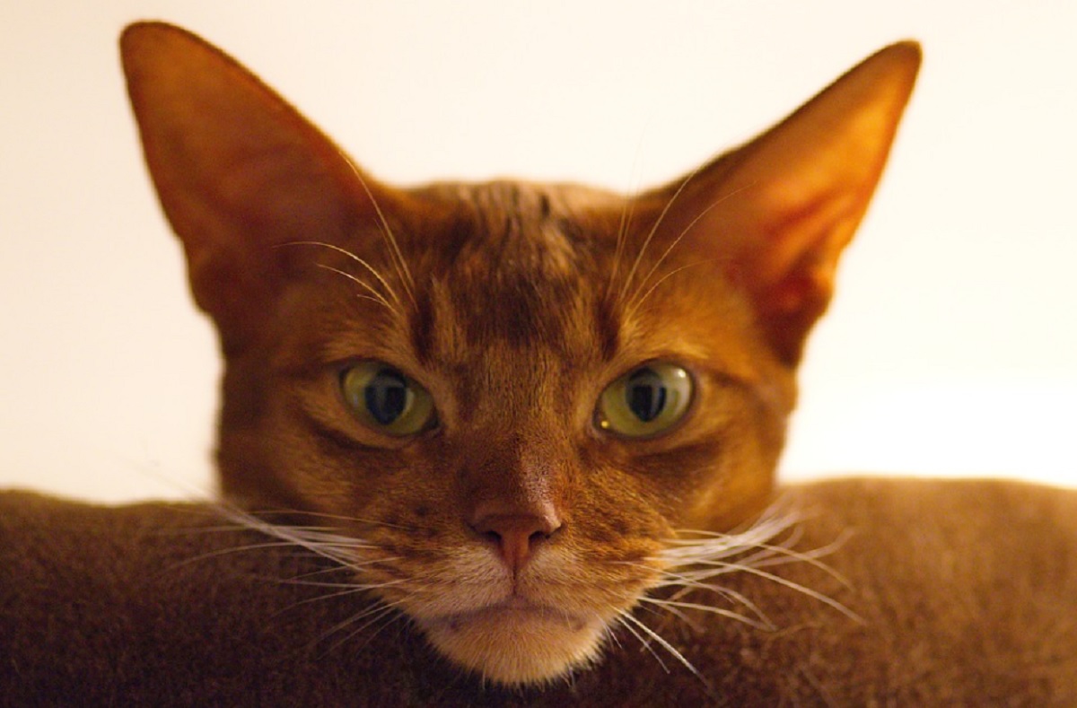 10 races de chats aux grandes oreilles