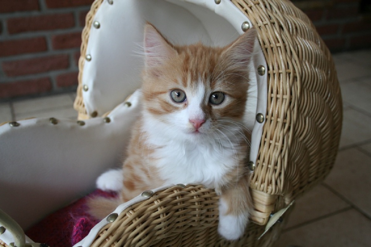 races de chat heureuses en appartement