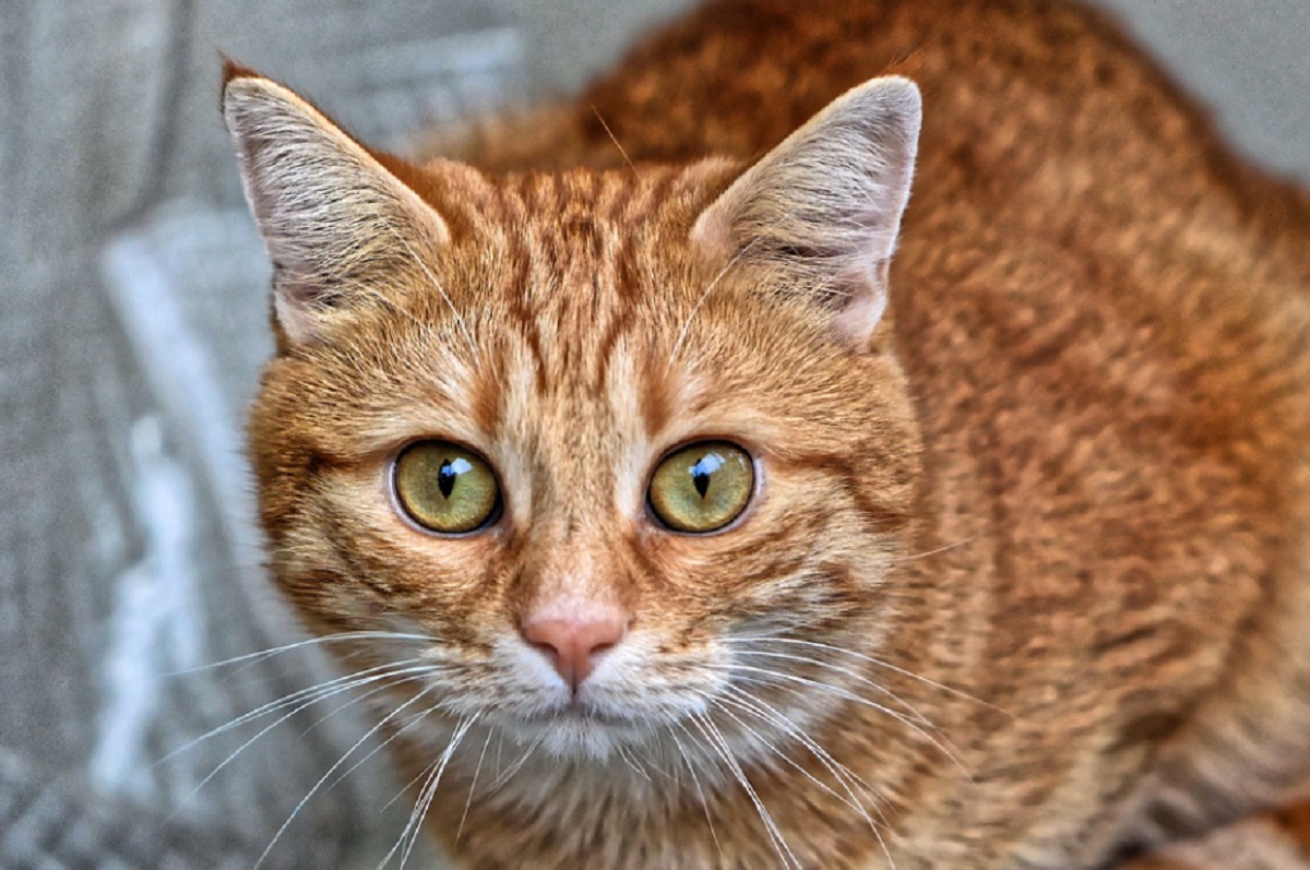 races de chat les plus jalouses